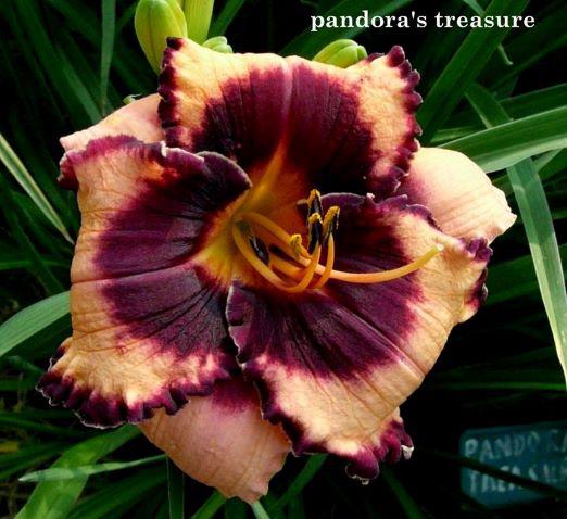 pandoras treas